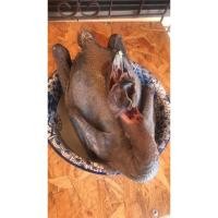 ราคา ไก่ดำแท้100% ไก่ดอย สด สะอาด คุณภาพดี แช่ฟรีสก่อนส่ง ไก่ดำพร้อมเครื่องในไก่มีคอมาครบทั้งตัว​ ไก่ไหว้ การสั่งไก่/1ออเดอร์ (8148169623)