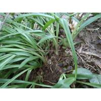 ราคา ว่านพญาเทครัว หรือช้างผสมโขลง (8702464751)