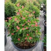 ราคา โป๊ยเซียนแคระ ดอกสีชมพู่อมแดง (2193792939)