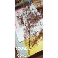 ราคา กัลปังหาสนดำ หายาก มีชิ้นเดียวสำหรับสะสม (29673310881)