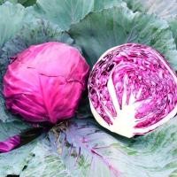 ราคา เมล็ดพันธุ์แท้ OP แท้ กะหล่ำปลีสีม่วง - Purple Cabbage เมล็ดกะหล่ำปลี เมล็ดพันธุ์ผัก เมล็ดพันธุ์ เมล็ดพันธุ์พืช-150 เมล็ (44163964963)