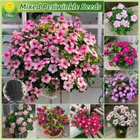ราคา เมล็ดพันธุ์ แพงพวย หอยขม แพงพวยคละสี ดอกแพงพวย บรรจุ 50 เมล็ด Mixed Periwinkle Seeds แพงพวยไทย เมล็ดแพงพวย เมล็ดดอกไม้ (28660402543)