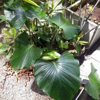 ราคา เสน่ห์จันทร์ดำโบราณส่งแบบหน่อ (12328212660)