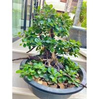 ราคา บอนไซช้อนเงินช้อนทอง 50x50 cm (29083917219)