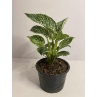 ราคา Philodendron birkin No.3 (6146914314)