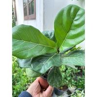 ราคา ไทรใบสักแคระไม้ฟอกอากาศ (29456620044)