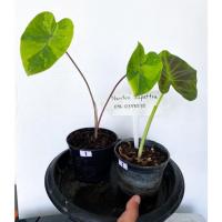 ราคา แพคคู่ Colocasia lemon lime + Colocasia aloha (13783124159)