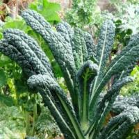 ราคา เมล็ด ผักเคล ลาชินาโต - Lacinato Kale (136432465)