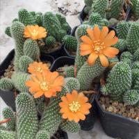 ราคา แคคตัส รีบูเทียดอกส้ม (Rebutia fabrisii) ขนาดกระถาง 2 นิ้วส่งทั้งกระถาง (27330762309)