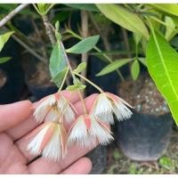 ราคา ต้นกระดิ่งนางฟ้า ไม้มงคลเรียกโชค (26556080919)