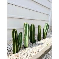 ราคา กระบองเพชร คอนโดนางฟ้า เสมาหูกระต่าย โอพันเทีย มิกกี้เม้าส์ (18989434348)