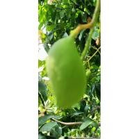 ราคา มะม่วงแก้วขมิ้นอ่อน ดิบ ยำ เก็บใหม่ 1กก. (25510919938)