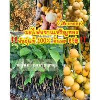 ราคา #ต้นมะไฟหวานพันธุ์เหรียญทอง ต้นเสียบยอดทำให้ออกผลเร็วภายใน 1-2 ปีต้นละ 60 บาท (22426308932)