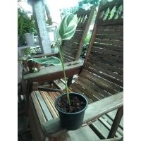 ราคา ต้นสาคูด่าง ว่านหางนกยุง ด่างสวยงามค่ะ ส่งทั้งกระถางจ้า (8284270942)