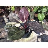 ราคา ต้นกุมารดำเรียกทรัพย์ (Philodendron Black Cardinal) (12917007456)