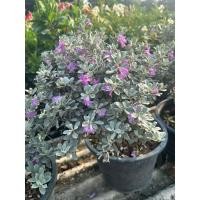 ราคา ต้นนีออนคอมแพคใบเงินตัวใหม่ใบสวยดอกดก (29880302661)