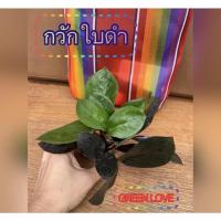 ราคา กวักมรกตแคะ❤️กวักมรกตใบดำ (12307525888)