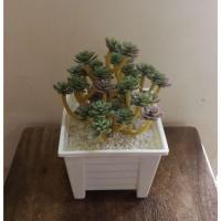 ราคา กระบองเพชรปลอม แคคตัส กุหลาบหิน (19108996719)