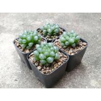 ราคา ต้นหยดน้ำ Haworthia cooperi var.truncata (7452855376)