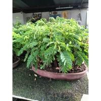 ราคา มะขามบอนไซทรงสวนป่าไม้เพาะเมล็ด (42302398127)