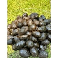 ราคา สมอดำแช่อิ่ม ลูกโต หาทานยากแล้ว (25627638865)