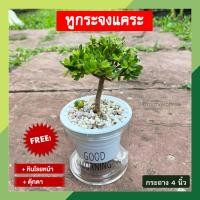 ราคา (มีของแถม!!) หูกระจงแคระ พร้อมกระถางต้นไม้ 4 นิ้ว แบบใส รดน้ำอัตโนมัติ ต้นหูกระจง ต้นแผ่บารมี ต้นไม้มงคล นำโชค (23555561613)