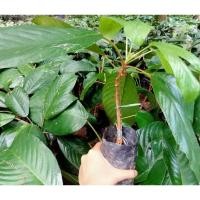 ราคา ต้นละไม เสียบยอด ซื้อ 5 ต้นแถมฟรี 1 ต้น ‼️ (22530210809)