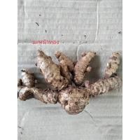 ราคา ว่านนะหน้าทอง 1เหง้าใหญ่(s) เด่นด้าเมตตามหานิยม คงกระพันแคล้วคลาด ไม้มงคล นะหน้าทอง สมุนไพร (20630171379)