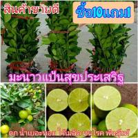 ราคา มะนาวแป้นสุขประเสริฐ ดก น้ำเยอะ หอมเปลือกบาง ไร้เมล็ด ทนโรคดี พร้อมส่ง (18393235884)