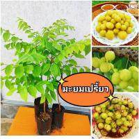 ราคา ต้นมะยมเปรี้ยว ไม้มงคล นิยมปลูกหน้าบ้าน ผลนำไปทานสด ,ดอง,เเช่อิ่ม ,ใบอ่อนกินได้ ต้นเเข็งเเรงพร้อมปลูก (23362216828)