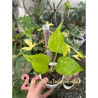 ราคา กวักใบโพธิ์ #นางกวัก #กวักใบโพธิ์ด่างเหลือง#Alocasia (19963044904)