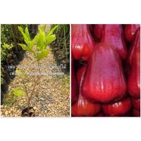 ราคา ต้นชมพู่ทับทิมจันทร์ (11295780314)