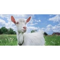 ราคา สบู่นมแพะนางฟ้า จากธรรมาชาติ 100 % (3219961970)