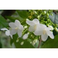 ราคา ต้นพันธุ์โมก โมกพวง ต้นไม้มงคล ดอกไม้สีขาวกลิ่นหอมบริสุทธิ์ มองแล้วรู้สึกสบายตาให้ความรู้สึกสบายใจ ถุงดำ 59 บาท (13730119128)