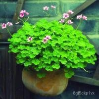 ราคา 【เมล็ดโคลเวอร์สีขาว】โคลเวอร์ในร่ม ระเบียง สนามหญ้า ต้นไม้กระถางรูปหัวใจ เมล็ดโคลเวอร์หลากสีนำโชค (40853776483)