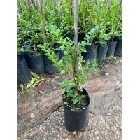 ราคา ต้นมะม่วงหาวมะนาวโห่ (42005216581)