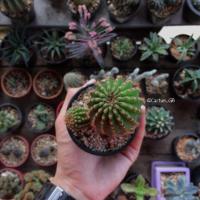 ราคา อิชินอปซิส (Echinopsis) "กระถาง 3 นิ้ว" (290844599)
