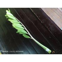 ราคา กวักมรกตด่าง ใบตัดสด (10520027798)