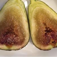 ราคา 10 เมล็ด มะเดื่อฝรั่ง Figs สายพันธุ์ Bayer Violeta มะเดื่อฝรั่ง ลูกฟิก (11416818871)