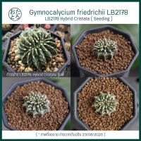 ราคา [ ส่งฟรี ] LB2178 คริสฯ ไม้เพาะเมล็ด , Gymnocalycium friedrichii LB2178 Cristata ( Seeding ) (4548633140)