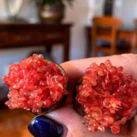 ราคา ต้นมะนาวนิ้วมือ มะนาวคาเวียร์ Finger lime พันธุ์ RICK'S RED ลำต้นสูง 30 ซม (9970273270)