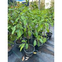 ราคา ต้นเทพทาโรกระถาง 11“ ฟอร์มสวยๆ (40013159549)