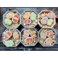 ราคา ไลทอป (Lithops) หรือหินมีชีวิต / ไม้อวบน้ำ / กุหลาบหิน 1 กระถาง 3 ต้น คละสี (จัดส่งทั้งกระถาง) กระถางขนาด 2" หรือ 5 cm (25434839072)
