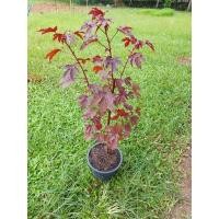 ราคา ชบาเมเปิ้ล ชบาต้นแดง (8581775696)