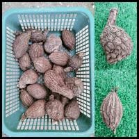 ราคา บอระเพ็ดพุงช้าง (รอบหัว10-15cm)เป็นไม้เถาร์ ไม้โขด หัวบอระเพ็ดพุงช้าง บอระเพ็ดโขด (21801513426)