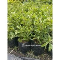 ราคา ต้นพัดโบกเศรษฐี หรือต้นโน๊ต ต้นสูง 40 ซม. จัดชุด 2 ต้น (25221735230)