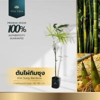 ราคา ต้นไผ่กิมซุง สูง 60-140 cm. (ต้นเล็ก) ลำต้นปล้องชัดเจน เป็นไผ่ใหญ่ ประกันพันธุ์แท้100% เกรดคัด (22246814052)