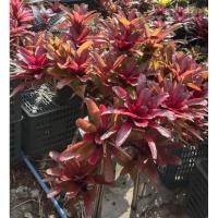 ราคา สับปะรดสี#Bromeliad#นีโอซุปเปอร์ไฟบอล #Neo super fireball (8179513196)