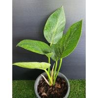 ราคา Philodendron Birkin เบอร์กิ้น (5995889187)