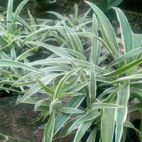 ราคา (5แถม1 )เศรษฐีเรือนนอก (ใบใหญ่) เศรษฐีจักรพรรดิ เศรษฐีเรือนใหญ่ ต้นละ10 บาท(ส่งแบบเคาะดิน ล้างราก) (2917098149)